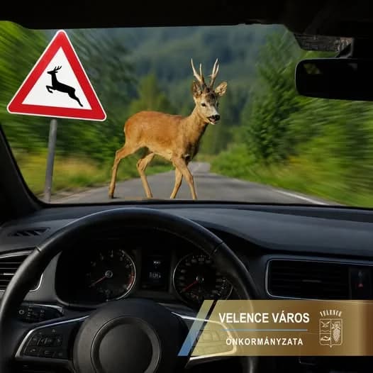 Elkezdődött az őzek párzási időszaka – vezessenek óvatosan!